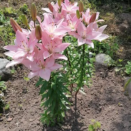 Sillavahi Maja 펜션 *