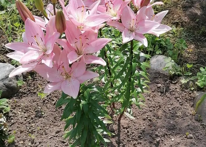 Sillavahi Maja Holiday home *